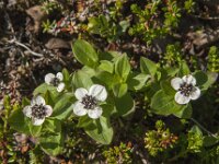 Cornus suecica 17, Zweedse kornoelje, Saxifraga-Jan van der Straaten