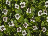 Cornus suecica 23, Zweedse kornoelje, Saxifraga-Jan van der Straaten