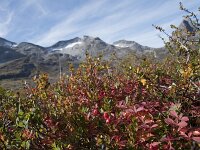 Cornus suecica 27, Zweedse kornoelje, Saxifraga-Willem van Kruijsbergen