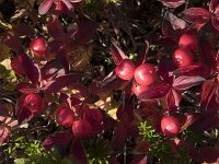 Cornus suecica 32, Zweedse kornoelje, Saxifraga-Willem van Kruijsbergen