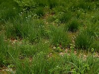 Cornus suecica 36, Zweedse kornoelje, Saxifraga-Ed Stikvoort