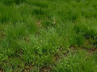 Cornus suecica 38, Zweedse kornoelje, Saxifraga-Ed Stikvoort