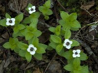 Cornus suecica 4, Zweedse kornoelje, Saxifraga-Willem van Kruijsbergen