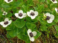 Cornus suecica 43, Zweedse kornoelje, Saxifraga-Hans grotenhuis