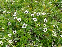 Cornus suecica 44, Zweedse kornoelje, Saxifraga-Hans Grotenhuis