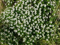 Cornus suecica 45, Zweedse kornoelje, Saxifraga-Hans Grotenhuis