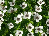 Cornus suecica 46, Zweedse kornoelje, Saxifraga-Hans Grotenhuis