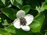 Cornus suecica 47, Zweedse kornoelje, Saxifraga-Hans Grotenhuis