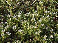 Cornus suecica 49, Zweedse kornoelje, Saxifraga-Willem van Kruijsbergen