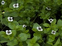 Cornus suecica 5, Zweedse kornoelje, Saxifraga-Willem van Kruijsbergen