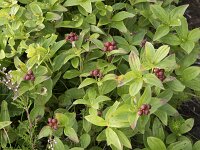 Cornus suecica 52, Zweedse kornoelje, Saxifraga-Willem van Kruijsbergen