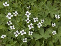 Cornus suecica 57, Zweedse kornoelje, Saxifraga-Willem van Kruijsbergen