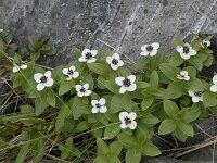 Cornus suecica 58, Zweedse kornoelje, Saxifraga-Willem van Kruijsbergen