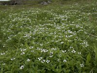 Cornus suecica 60, Zweedse kornoelje, Saxifraga-Willem van Kruijsbergen