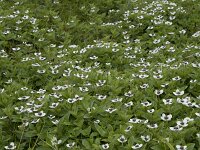 Cornus suecica 61, Zweedse kornoelje, Saxifraga-Willem van Kruijsbergen