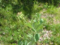Coronilla coronata