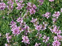 Coronilla cretica