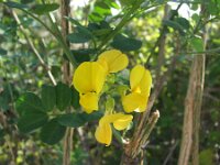 Coronilla emeroides