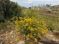Coronilla juncea