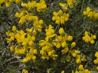Coronilla minima