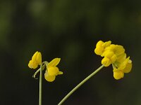 Coronilla minima 2, Saxifraga-Jan van der Straaten