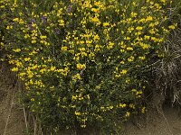 Coronilla minima 6, Saxifraga-Marijke Verhagen