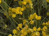 Coronilla minima 7, Saxifraga-Marijke Verhagen