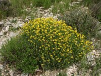 Coronilla minima 8, Saxifraga-Dirk Hilbers
