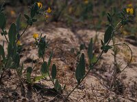 Coronilla repanda