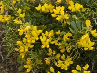 Coronilla repanda ssp dura 6, Saxifraga-Jan van der Straaten