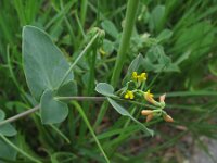 Coronilla scorpioides