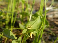 Coronilla scorpioides 3, Saxifraga-Rutger Barendse