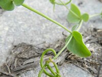 Coronilla scorpioides 6, Saxifraga-Rutger Barendse