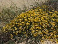 Coronilla valentina