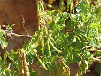 Coronilla valentina 2, Saxifraga-Jasenka Topic