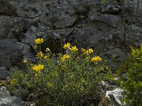 Coronilla valentina 6, Saxifraga-Jan van der Straaten