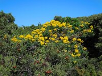 Coronilla valentina ssp glauca 15, Saxifraga-Ed Stikvoort