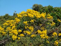 Coronilla valentina ssp glauca 16, Saxifraga-Ed Stikvoort