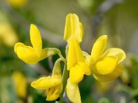 Coronilla valentina ssp glauca 18, Saxifraga-Sonja Bouwman