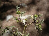 Coronopus procumbens