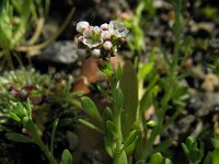 Corrigiola litoralis, Strapwort