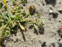 Corrigiola litoralis 12, Riempjes, Saxifraga-Rutger Barendse