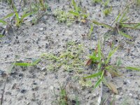 Corrigiola litoralis 13, Riempjes, Saxifraga-Rutger Barendse