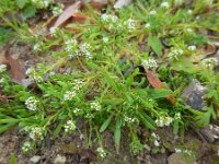 Corrigiola litoralis 16, Riempjes, Saxifraga-Ed Stikvoort