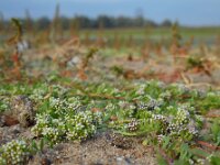 Corrigiola litoralis 18, Riempjes, Saxifraga-Ed Stikvoort