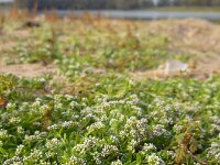 Corrigiola litoralis 19, Riempjes, Saxifraga-Ed Stikvoort