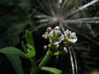 Corrigiola litoralis 2, Riempjes, Saxifraga-Rutger Barendse