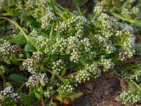 Corrigiola litoralis 20, Riempjes, Saxifraga-Ed Stikvoort