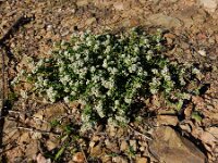 Corrigiola litoralis 23, Riempjes, Saxifraga-Ed Stikvoort
