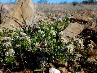 Corrigiola litoralis 24, Riempjes, Saxifraga-Ed Stikvoort